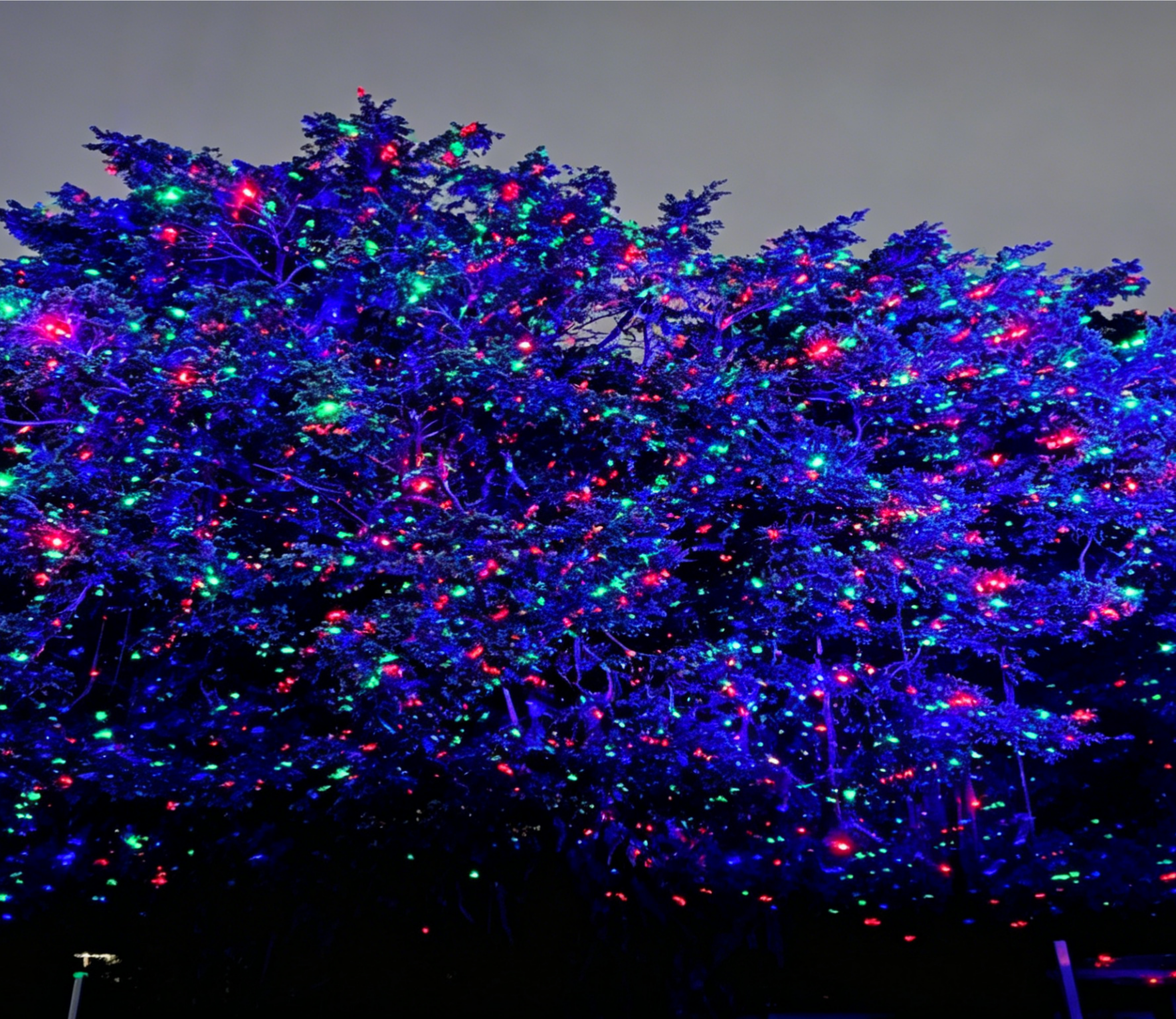 Colorful Forest Light Solution